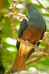 Ducula goliath