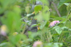 Hypsipetes borbonicus