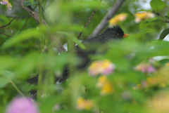 Hypsipetes borbonicus