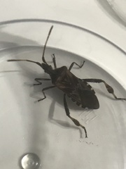 Leptoglossus occidentalis