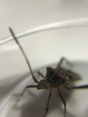 Leptoglossus occidentalis