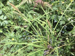 Carex subdola