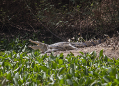 Crocodylus suchus