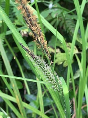 Carex subdola