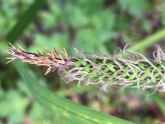 Carex subdola