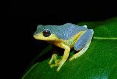 Beautiful Bush Frog photo 2