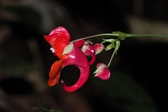 Impatiens phoenicea