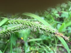 Carex subdola