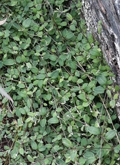 Chenopodium nutans nutans