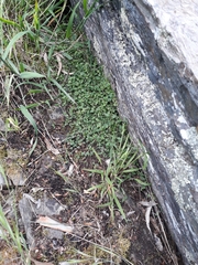 Chenopodium nutans nutans