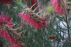Melaleuca linearis linearis