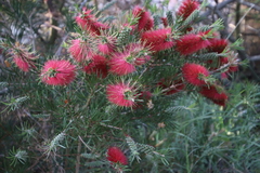 Melaleuca linearis linearis