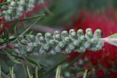 Melaleuca linearis linearis