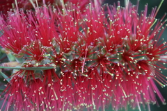 Melaleuca linearis linearis