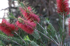 Melaleuca linearis linearis
