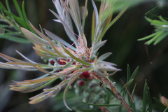 Melaleuca linearis linearis
