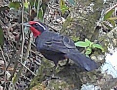 Rhodinocichla rosea