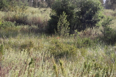 Melaleuca linearis linearis