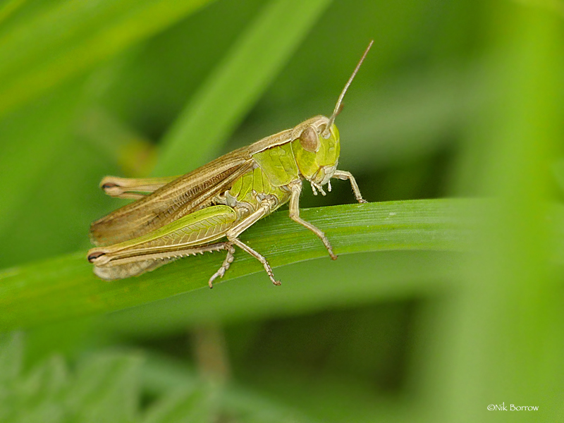 Eurasian Field Grasshoppers