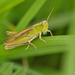 Eurasian Field Grasshoppers - Photo (c) Nik Borrow, some rights reserved (CC BY-NC), uploaded by Nik Borrow