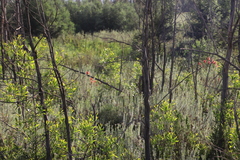 Melaleuca linearis linearis