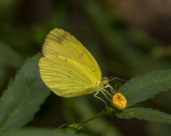 Eurema hecabe solifera