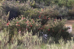 Melaleuca linearis linearis