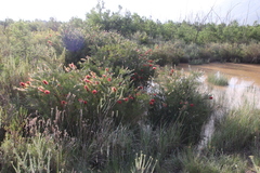 Melaleuca linearis linearis