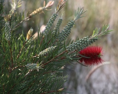 Melaleuca linearis linearis