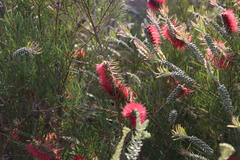 Melaleuca linearis linearis