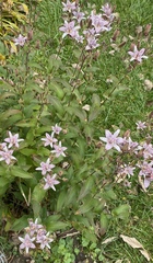 Tricyrtis hirta