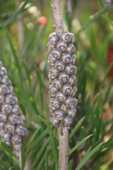 Melaleuca linearis linearis