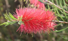 Melaleuca linearis linearis
