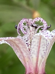 Tricyrtis hirta