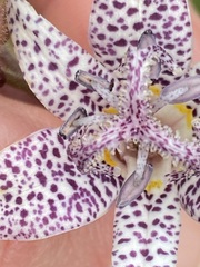 Tricyrtis hirta