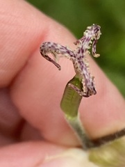 Tricyrtis hirta