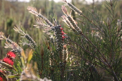 Melaleuca linearis linearis