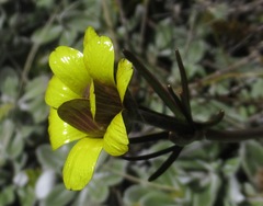 Ranunculus verticillatus