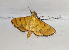 Orphanostigma abruptalis