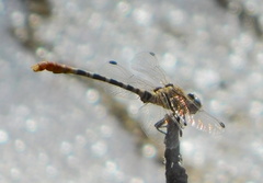 Erpetogomphus compositus