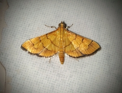 Orphanostigma abruptalis