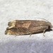 Ragweed Borer Moth - Photo (c) Russell Pfau, some rights reserved (CC BY-NC), uploaded by Russell Pfau