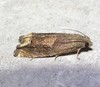 Ragweed Borer Moth - Photo (c) Russell Pfau, some rights reserved (CC BY-NC), uploaded by Russell Pfau