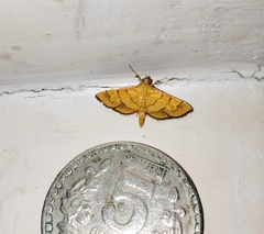 Orphanostigma abruptalis