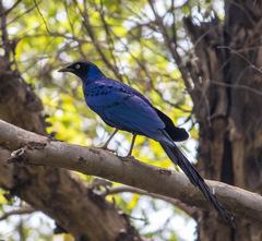 Lamprotornis caudatus