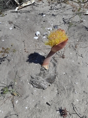 Boophone haemanthoides