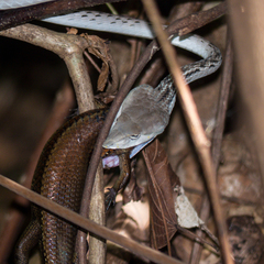 Eutropis multifasciata