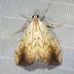 Evergestis consimilis
