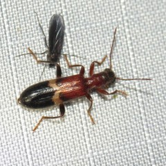 Cymatodera tricolor