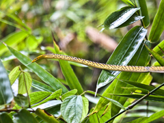 Ahaetulla prasina